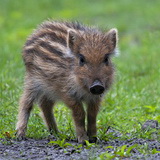 Young wild animals